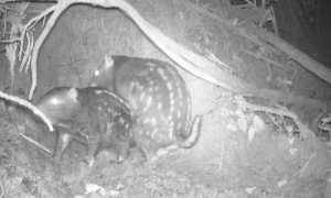 Descobertas Surpreendentes: Roedor Raro e Saguis-Brancos Revelam Fauna Única no Acre