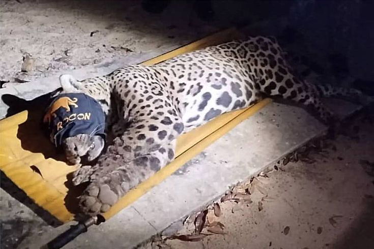 Onça-pintada capturada no Pantanal estava abaixo do peso após ataque fatal a caseiro