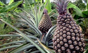 Tarauacá a Terra do Abacaxi Gigante