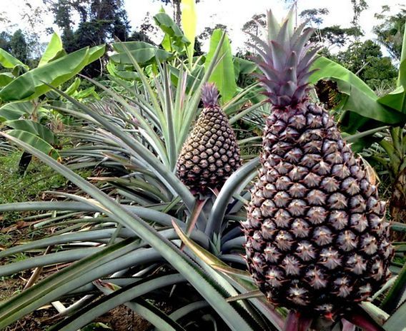 Tarauacá a Terra do Abacaxi Gigante