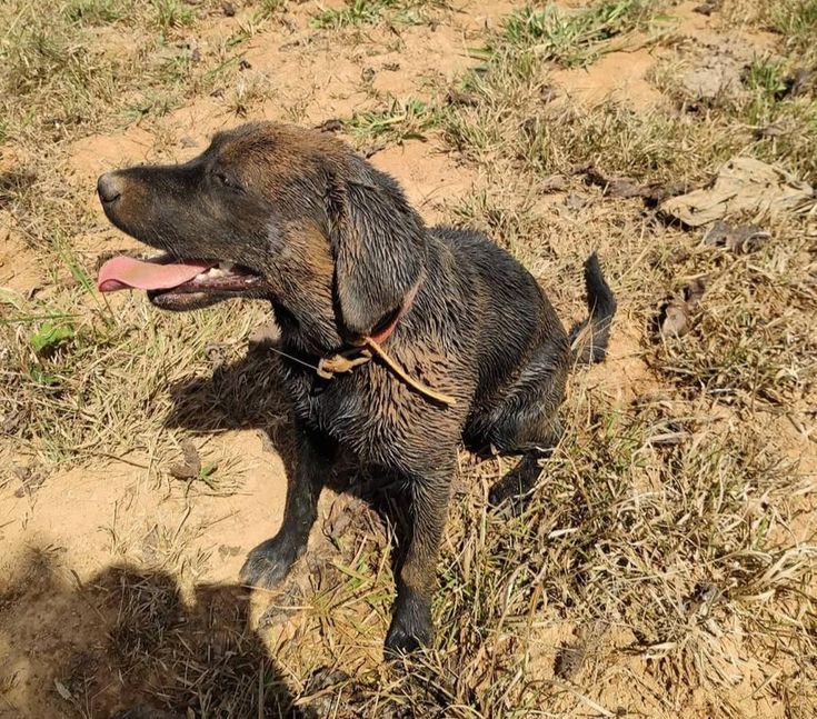LUTO: Corpo de Bombeiros do Acre se Despede de Cerys, Pioneira em Busca e Resgate com Cães