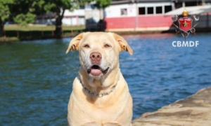 Thor, o Cão Herói de Brumadinho Morre Deixando Legado de Coragem