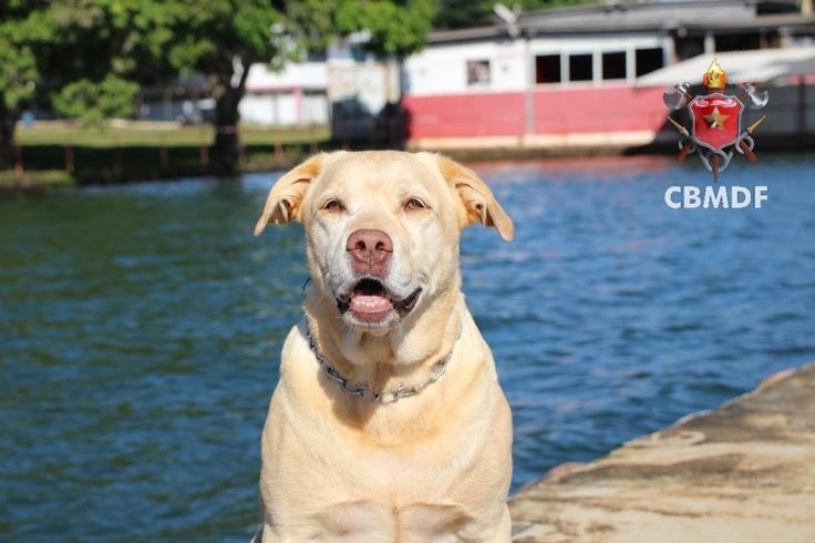 Thor, o Cão Herói de Brumadinho Morre Deixando Legado de Coragem
