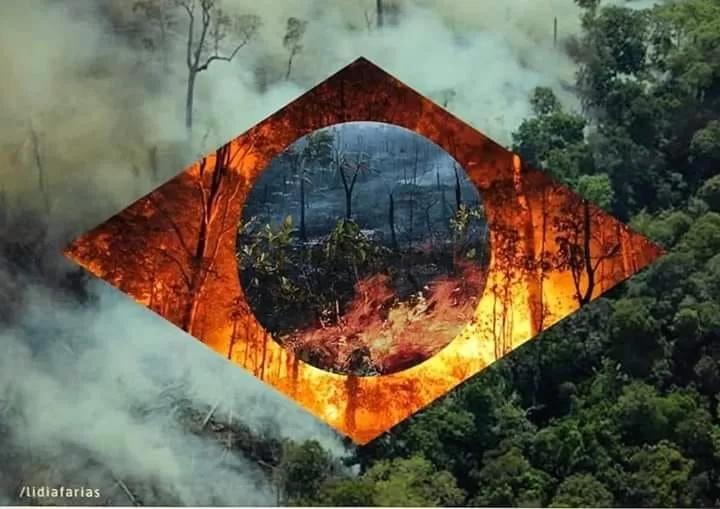 DEVASTAÇÃO: Desmatamento na Amazônia Cresce 91% em Maio de 2025