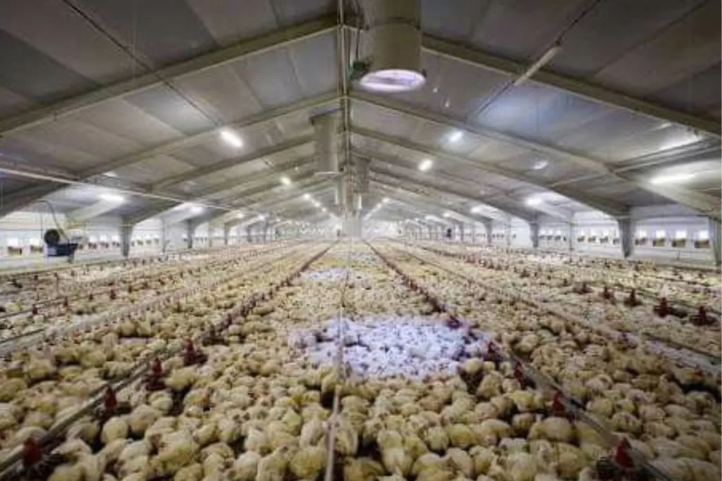 RETOMADA: Brasil Recupera Status Livre de Gripe Aviária e Abre Caminho para Exportações
