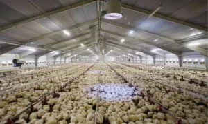 RETOMADA: Brasil Recupera Status Livre de Gripe Aviária e Abre Caminho para Exportações
