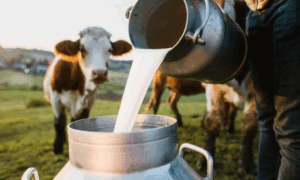 CLIMA: Calor Extremo Reduz Produção de Leite Aquecimento Global Afeta as Vacas no Brasil