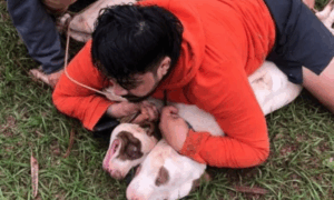 NEGLIGÊNCIA: Lutador de Muay Thai Imobiliza Dois Pitbulls Soltos Próximo a Creche no MS.