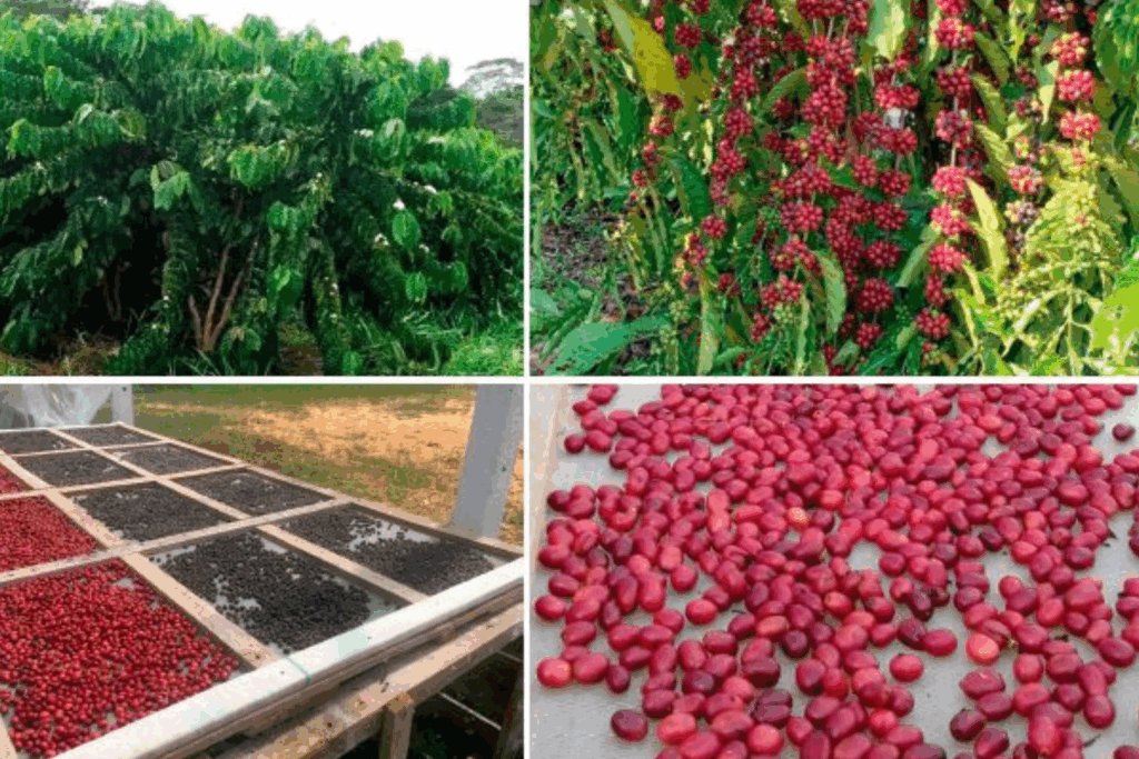 ALTERNATIVA: Pesquisa Comprova Viabilidade e Alta Produtividade do Café Canéfora no Acre