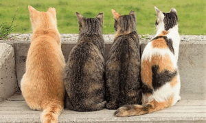 ESPECIAL: Dia Internacional do Gato Celebração e Conscientização