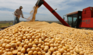 PRODUÇÃO: Colheita de Grãos Atinge Novo Recorde no Brasil Safra 2024/25