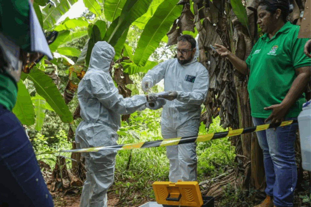 AMEAÇA: Praga Quarentenária é Detectada em Plantação de Banana no Acre