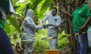 AMEAÇA: Praga Quarentenária é Detectada em Plantação de Banana no Acre