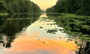 PROTEÇÃO: Territórios Sustentáveis são a Solução da Amazônia para a Conservação Nacional