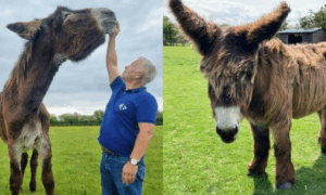 IMPRESSIONANTE: Burros Recordistas No Guinness 2026 com Altura e Orelhas Gigantes Reconhecidas