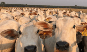 SUSTENTABILIDADE: Pecuária Mais Eficiente Impulsiona a Produtividade no Agronegócio do Acre