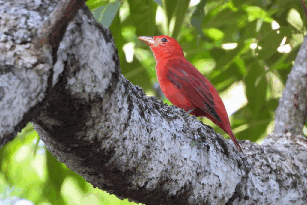 SURPREENDENTE: Registro na Amazônia do Sanhaço-Vermelho Migrante é Visto em Rio Branco