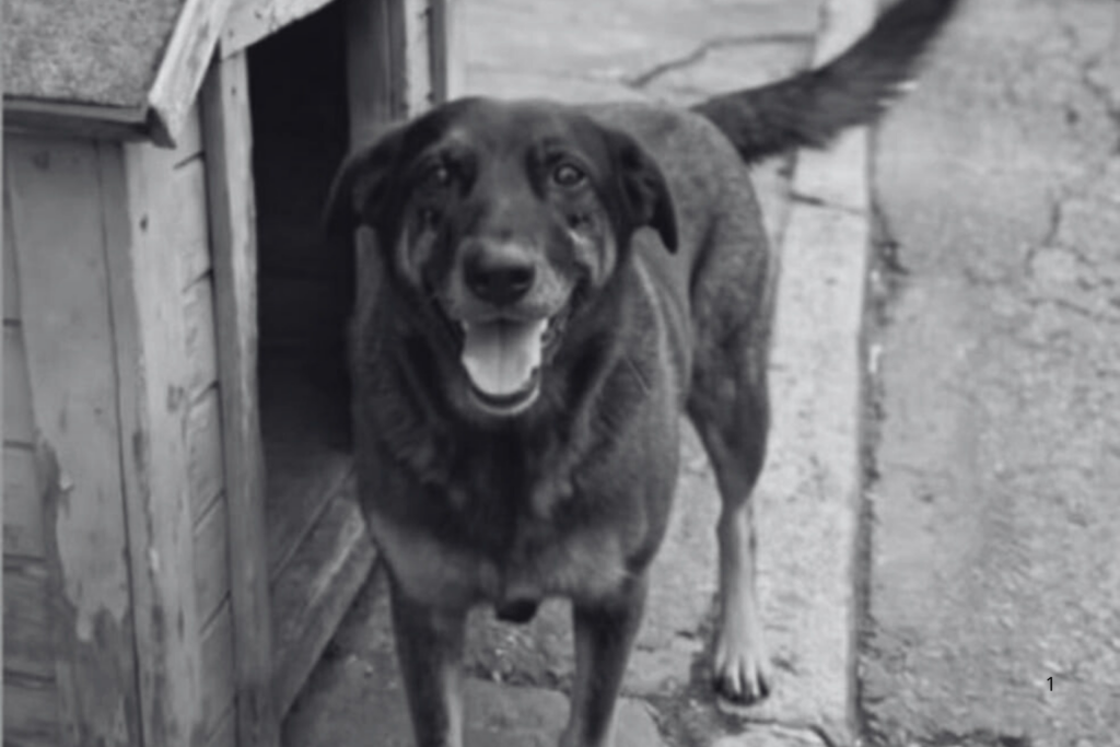 INVESTIGAÇÃO: Dois Suspeitos da Morte do Cão Comunitário Orelha Retornaram dos EUA após Viagem à Disney