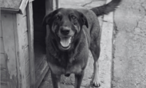 INVESTIGAÇÃO: Dois Suspeitos da Morte do Cão Comunitário Orelha Retornaram dos EUA após Viagem à Disney