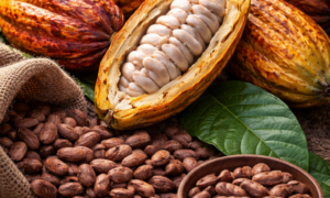 INCENTIVO: Nova Lei Impulsiona Produção de Cacau no Brasil e Amplia Oportunidades para Produtores