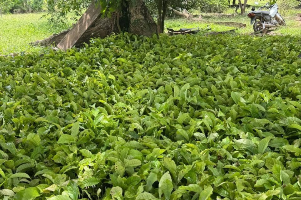 OPORTUNIDADE: Seagri Abre Credenciamento para Fornecedores de Mudas de Café e Cacau no Acre