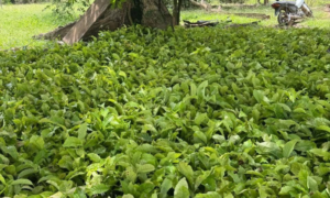 OPORTUNIDADE: Seagri Abre Credenciamento para Fornecedores de Mudas de Café e Cacau no Acre