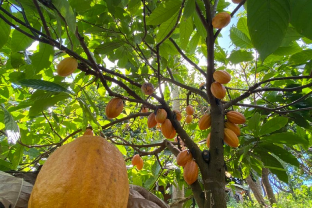 PROTAGONISMO: Brasil  Apresenta na Europa Estudo que Comprova Viabilidade do Cacau Agroflorestal