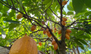 PROTAGONISMO: Brasil  Apresenta na Europa Estudo que Comprova Viabilidade do Cacau Agroflorestal