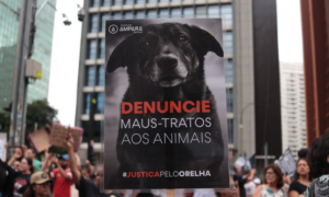 REVOLTA: Manifestantes se Reúnem na Avenida Paulista para Cobrar Justiça pela Morte do Cão Orelha