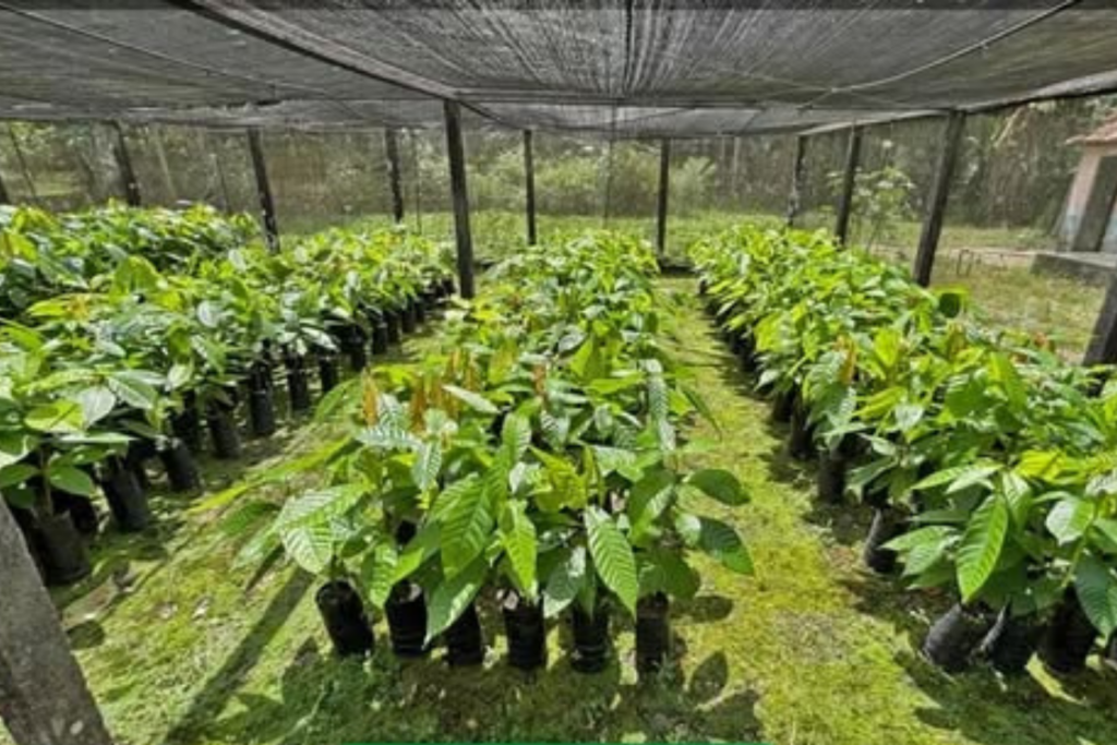 OPORTUNIDADE: Produtores Já Podem se Credenciar para Fornecer Mudas de Café e Cacau à Seagri; Veja como Participar