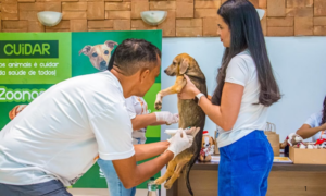 PREVENÇÃO: Vacinação Antirrábica Gratuita para Cães e Gatos Ocorre Neste Fim de Semana em Rio Branco