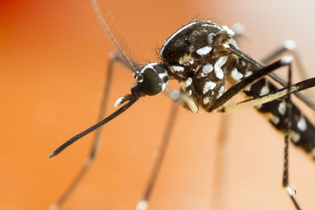 AVANÇO: Casos de Dengue Despencam mais de 80% no Acre no Início de 2026 Estado Não Registra Mortes