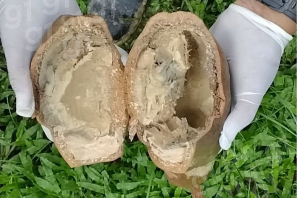 PRAGA: Nova Suspeita de Monilíase Acende Alerta em Plantação de Cupuaçu no Interior do Acre