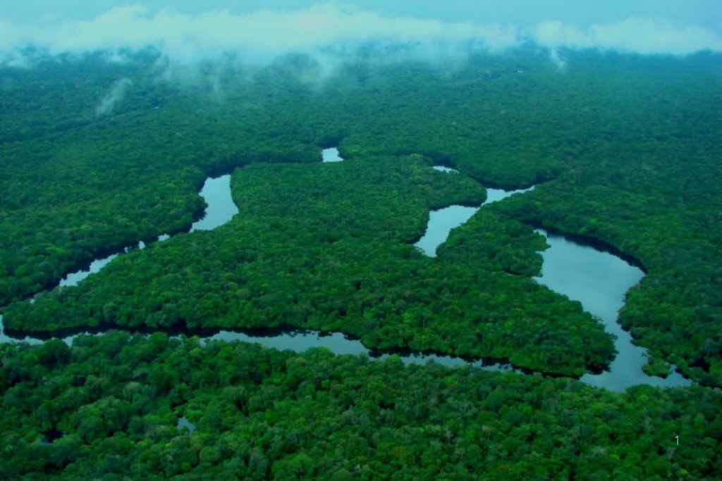 CONTROLE: Desmatamento Cai na Amazônia e no Cerrado; Amazônia Registra Menor Índice da Série Histórica