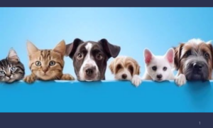 PROTEÇÃO: Cruzeiro do Sul Inicia Campanha de Vacinação Contra a Raiva com Meta de Imunizar 13 Mil Cães e Gatos