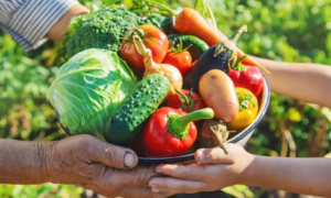REGRAS: Governo Aumenta para 45% a Exigência de Compra da Agricultura Familiar para Merenda Escolar